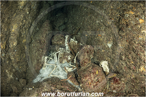 Island Susac, Croatia, Adriatic Sea, Mediterranean sea, sheep carcass, sheep skeleton