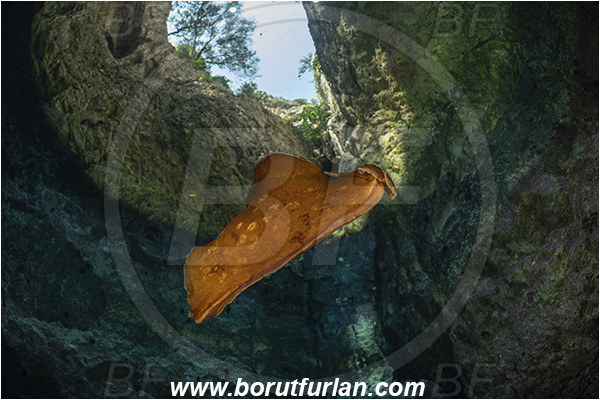 Island Susac, Croatia, Adriatic sea, Mediterranean sea, Aplysia fasciata, Aplysia, Aplysiidae, Mottled sea hare, Sea hare, Nudibranch, Sea slug, Gastropoda, Mollusca, swimming