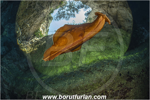 Island Susac, Croatia, Adriatic sea, Mediterranean sea, Aplysia fasciata, Aplysia, Aplysiidae, Mottled sea hare, Sea hare, Nudibranch, Sea slug, Gastropoda, Mollusca, swimming