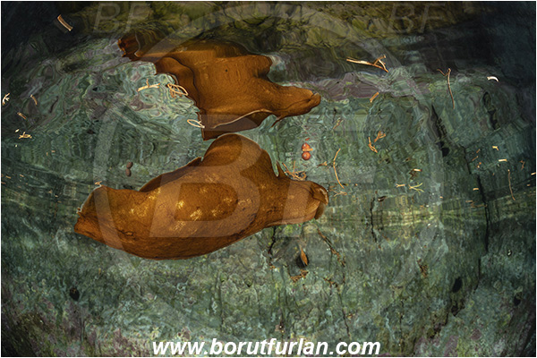 Island Susac, Croatia, Adriatic sea, Mediterranean sea, Aplysia fasciata, Aplysia, Aplysiidae, Mottled sea hare, Sea hare, Nudibranch, Sea slug, Gastropoda, Mollusca, swimming, reflection