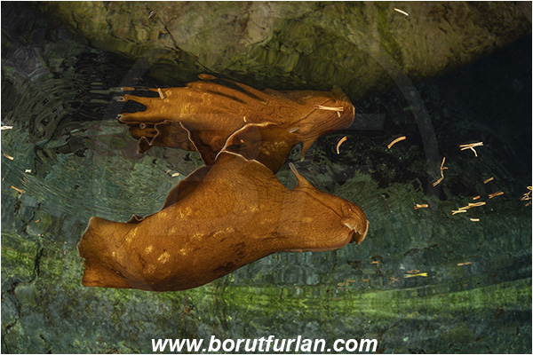 Island Susac, Croatia, Adriatic sea, Mediterranean sea, Aplysia fasciata, Aplysia, Aplysiidae, Mottled sea hare, Sea hare, Nudibranch, Sea slug, Gastropoda, Mollusca, swimming, reflection