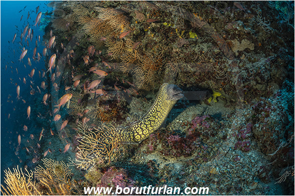Island Susac, Croatia, Adriatic sea, Mediterranean sea, Muraena helena, Muraena, Muraenidae, Mediterranean moray, Moray, Fish, Anthias anthias, Anthias, Serranidae, Swallowtail seaperch, Seaperch, Fish, Fish school, Reef