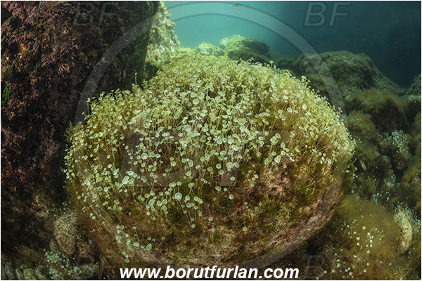 Island Susac, Croatia, Adriatic sea, Mediterranean sea, Acetabularia acetabulum, Acetabularia, Polyphysaceae, Mermaid