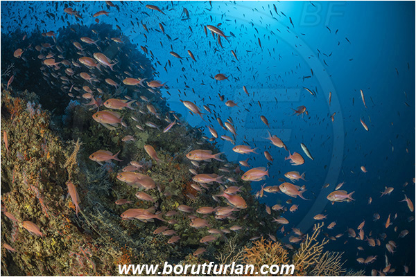 Island Susac, Croatia, Adriatic sea, Mediterranean sea, Anthias anthias, Anthias, Serranidae, Swallowtail seaperch, Seaperch, Fish, Fish school, Reef