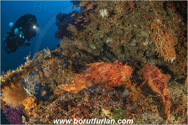 Island Susac, Croatia, Adriatic sea, Mediterranean sea, Reef, Scorpaena scrofa, Scorpaena, Scorpaenidae, Great red scorpionfish, Scorpionfish, Fish, Diver, Technical diver, Underwater scooter, Rebreather