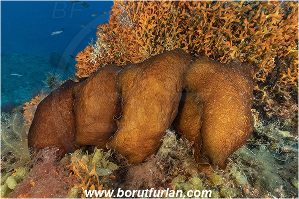 Island Susac, Croatia, Adriatic sea, Mediterranean sea, Aplysia fasciata, Aplysia, Aplysiidae, Mottled sea hare, Sea hare, Nudibranch, Sea slug, Gastropoda, Mollusca, mating