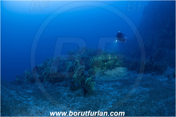 Island Susac, Croatia, Adriatic sea, Mediterranean sea, Paramuricea clavata, Paramuricea, Plexauridae, Mediterranean gorgonian, Sea fan, Coral, Cnidaria, Cnidarian, Reef, Diver, Technical diver, Rebreather, Spot illuminated, Spotlight