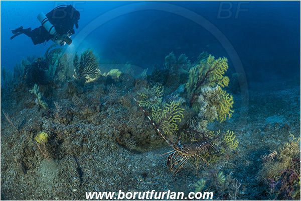 Island Susac, Croatia, Adriatic sea, Mediterranean sea, Paramuricea clavata, Paramuricea, Plexauridae, Mediterranean gorgonian, Sea fan, Coral, Cnidaria, Cnidarian, Reef, Diver, Technical diver, Rebreather, Palinurus elephas, Palinurus, Palinuridae, Decapoda, European spiny lobster, Spiny lobster, Lobster, Crustacea, Crustacean