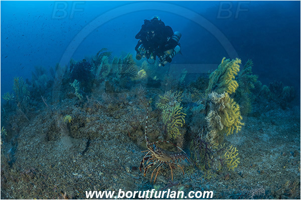 Island Susac, Croatia, Adriatic sea, Mediterranean sea, Paramuricea clavata, Paramuricea, Plexauridae, Mediterranean gorgonian, Sea fan, Coral, Cnidaria, Cnidarian, Reef, Diver, Technical diver, Rebreather, Palinurus elephas, Palinurus, Palinuridae, Decapoda, European spiny lobster, Spiny lobster, Lobster, Crustacea, Crustacean