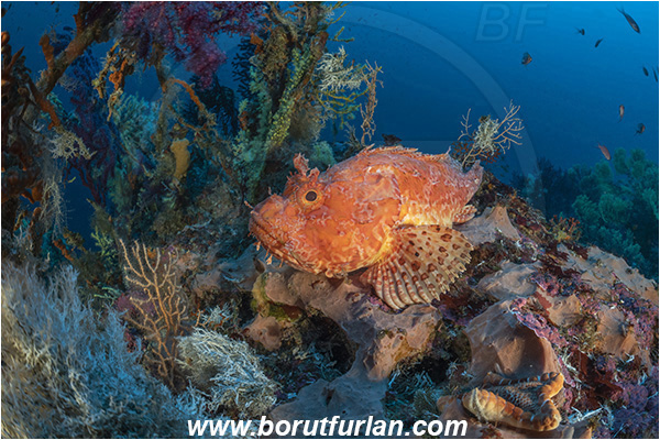 Island Susac, Croatia, Adriatic sea, Mediterranean sea, Reef, Scorpaena scrofa, Scorpaena, Scorpaenidae, Great red scorpionfish, Scorpionfish, Fish