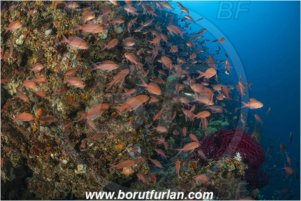 Island Susac, Croatia, Adriatic sea, Mediterranean sea, Anthias anthias, Anthias, Serranidae, Swallowtail seaperch, Seaperch, Fish, Fish school, Reef