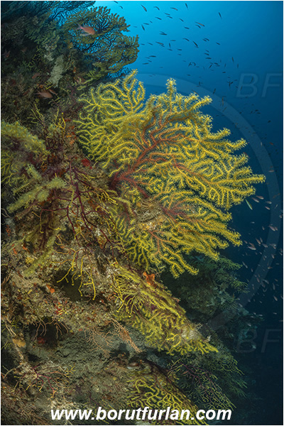 Island Susac, Croatia, Adriatic sea, Mediterranean sea, Paramuricea clavata, Paramuricea, Plexauridae, Mediterranean gorgonian, Sea fan, Coral, Cnidaria, Cnidarian