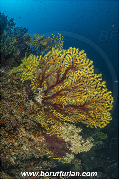 Island Susac, Croatia, Adriatic sea, Mediterranean sea, Paramuricea clavata, Paramuricea, Plexauridae, Mediterranean gorgonian, Sea fan, Coral, Cnidaria, Cnidarian, Reef