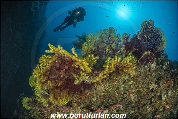 Island Susac, Croatia, Adriatic sea, Mediterranean sea, Paramuricea clavata, Paramuricea, Plexauridae, Mediterranean gorgonian, Sea fan, Coral, Cnidaria, Cnidarian, Reef, Diver, Technical diver, Rebreather, Underwater scooter