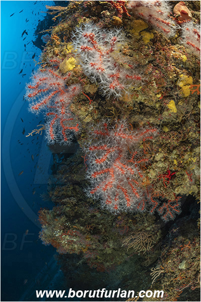 Island Susac, Croatia, Adriatic sea, Mediterranean sea, Corallium rubrum, Corallium, Coralliidae, Precious Coral, Red coral, Coral, Anthozoa, Cnidaria, Cnidarian, Reef, wall