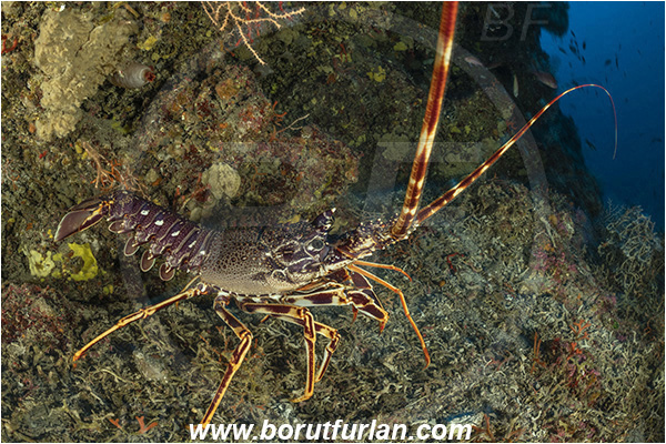 Island Susac, Croatia, Adriatic sea, Mediterranean sea, Palinurus elephas, Palinurus, Palinuridae, Decapoda, European spiny lobster, Spiny lobster, Lobster, Crustacea, Crustacean, Reef