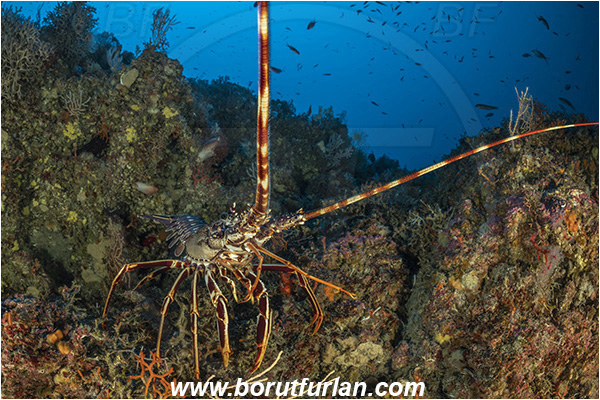 Island Susac, Croatia, Adriatic sea, Mediterranean sea, Palinurus elephas, Palinurus, Palinuridae, Decapoda, European spiny lobster, Spiny lobster, Lobster, Crustacea, Crustacean, Reef