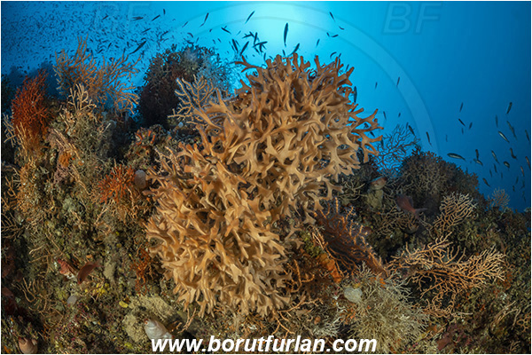 Island Susac, Croatia, Adriatic sea, Mediterranean sea, Pentapora fascialis, Pentapora, Bitectiporidae, Bryozoa, Bryozoan, Reef