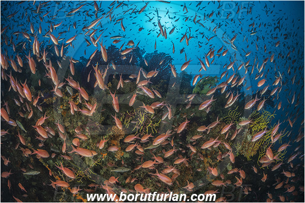 Island Susac, Croatia, Adriatic sea, Mediterranean sea, Anthias anthias, Anthias, Serranidae, Swallowtail seaperch, Seaperch, Fish, Fish school, Reef