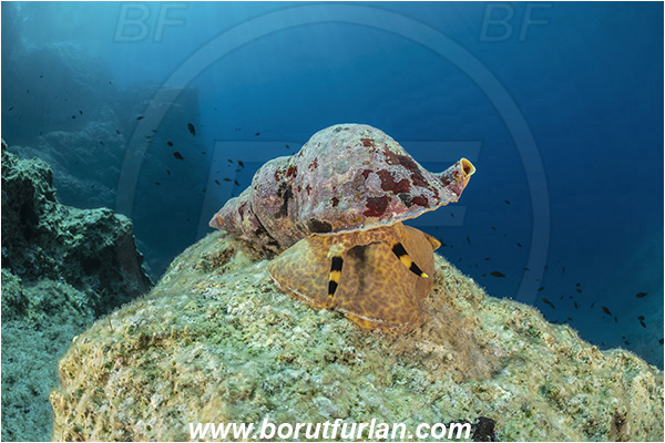 Island Susac, Croatia, Adriatic sea, Mediterranean sea, Charonia lampas, Charonia, Charoniidae, Trumpet shell, Knobbed triton, Triton, Sea snail, Gastropoda, Mollusca, Mollusc, Reef