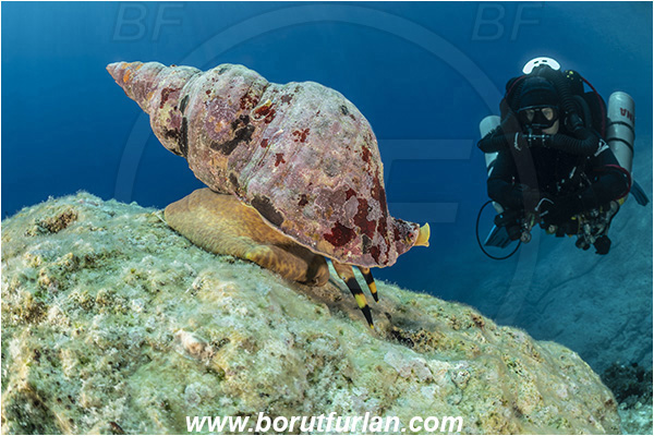 Island Susac, Croatia, Adriatic sea, Mediterranean sea, Charonia lampas, Charonia, Charoniidae, Trumpet shell, Knobbed triton, Triton, Sea snail, Gastropoda, Mollusca, Mollusc, Reef, Diver, Technical diver, Rebreather
