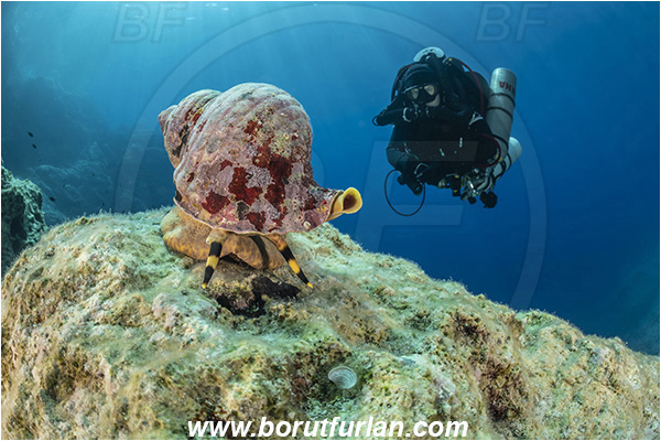 Island Susac, Croatia, Adriatic sea, Mediterranean sea, Charonia lampas, Charonia, Charoniidae, Trumpet shell, Knobbed triton, Triton, Sea snail, Gastropoda, Mollusca, Mollusc, Reef, Diver, Technical diver, Rebreather