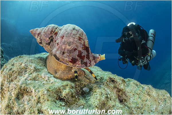 Island Susac, Croatia, Adriatic sea, Mediterranean sea, Charonia lampas, Charonia, Charoniidae, Trumpet shell, Knobbed triton, Triton, Sea snail, Gastropoda, Mollusca, Mollusc, Reef, Diver, Technical diver, Rebreather