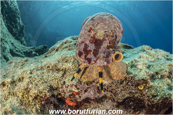 Island Susac, Croatia, Adriatic sea, Mediterranean sea, Charonia lampas, Charonia, Charoniidae, Trumpet shell, Knobbed triton, Triton, Sea snail, Gastropoda, Mollusca, Mollusc, Reef