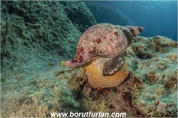 Island Susac, Croatia, Adriatic sea, Mediterranean sea, Charonia lampas, Charonia, Charoniidae, Trumpet shell, Knobbed triton, Triton, Sea snail, Gastropoda, Mollusca, Mollusc, Reef