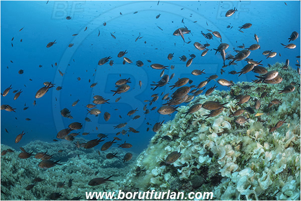 Island Susac, Croatia, Adriatic sea, Mediterranean sea, Reef, Chromis chromis, Chromis, Pomacentridae, Mediterranean damselfish, Damselfish, Fish, Fish school
