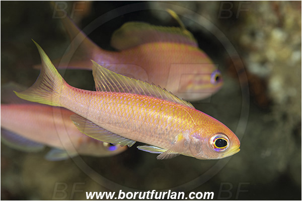 Island Susac, Croatia, Adriatic sea, Mediterranean sea, Callanthias ruber, Callanthias, Callanthiidae, Parrot seaperch, Seaperch, Fish