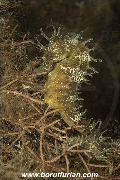 Island Susac, Croatia, Adriatic sea, Mediterranean sea, Hippocampus guttulatus, Hippocampus, Syngnathidae, Long-snouted seahorse, Seahorse, Fish