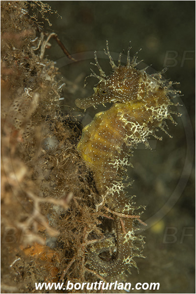 Island Susac, Croatia, Adriatic sea, Mediterranean sea, Hippocampus guttulatus, Hippocampus, Syngnathidae, Long-snouted seahorse, Seahorse, Fish