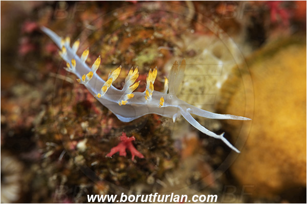 Island Susac, Croatia, Adriatic sea, Mediterranean sea, Luisella babai, Luisella, Samlidae, White flabellina, Nudibranch, Sea slug, Gastropoda, Mollusca