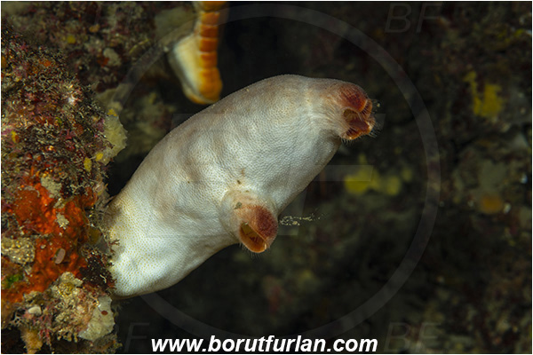 Island Susac, Croatia, Adriatic sea, Mediterranean sea, Halocynthia papillosa, Halocynthia, Pyuridae, Red sea squirt, Sea squirt, Ascidiacea, Tunicata, Tunicate