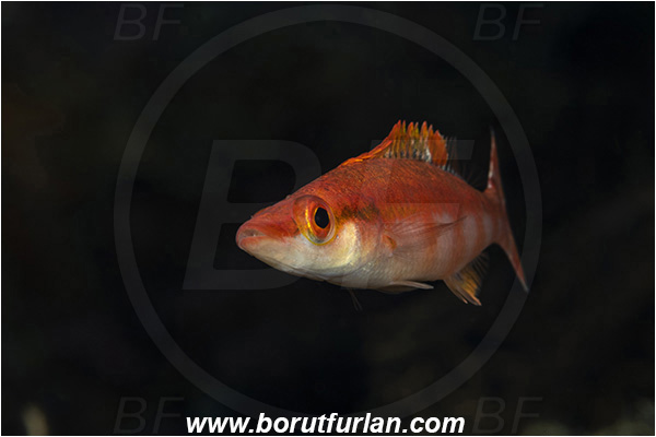 Island Susac, Croatia, Adriatic sea, Mediterranean sea, Lappanella fasciata, Lappanella, Labridae, Lappanella wrasse, Wrasse, Fish, Portrait