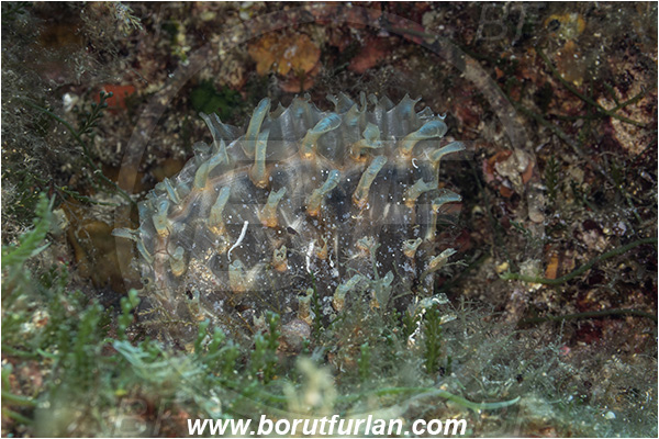 Island Susac, Croatia, Adriatic sea, Mediterranean sea, Pinna rudis, Pinna, Pinnidae, Bivalvia, Mollusca, Mollusc, Spiny fan-mussel, Rough pen shell, Shell