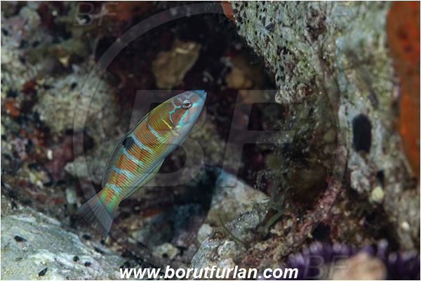 Island Susac, Croatia, Adriatic sea, Mediterranean sea, Thalasoma pavo, Thalasoma, Labridae, Ornate wrasse, Female, Wrasse, Fish