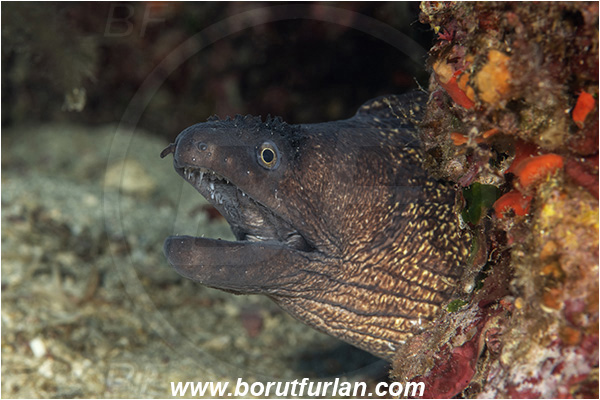Island Susac, Croatia, Adriatic sea, Mediterranean sea, Muraena helena, Muraena, Muraenidae, Mediterranean moray, Moray, Fish, Portrait