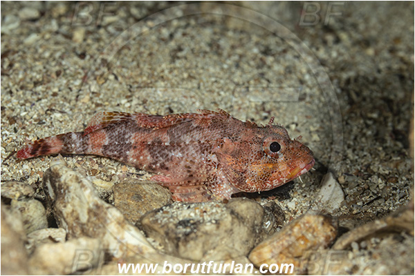 Island Susac, Croatia, Adriatic sea, Mediterranean sea, Scorpaena maderensis, Scorpaena, Scorpaenidae, Madeira rockfish, Madeira scorpionfish, Scorpionfish, Fish
