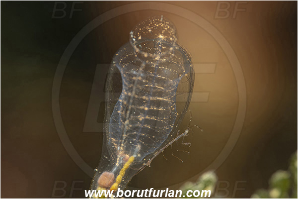 Island Susac, Croatia, Adriatic sea, Mediterranean sea, Clavelina dellavallei, Clavelina, Clavelinidae, Light-bulb Sea Squirt, Sea squirt, Ascidiacea, Tunicata, Tunicate, Phtisica marina, Phtisica, Caprellidae, Amphipoda, Crustacea, Crustacean, Skeleton shrimp