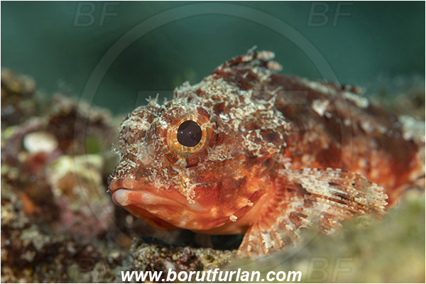 Island Susac, Croatia, Adriatic sea, Mediterranean sea, Scorpaena notata, Scorpaena, Scorpaenidae, Small red scorpionfish, Scorpionfish, Fish, Portrait