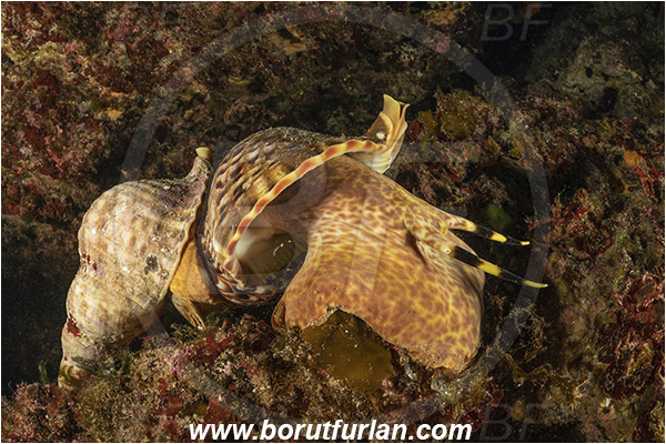 Island Susac, Croatia, Adriatic sea, Mediterranean sea, Charonia lampas, Charonia, Charoniidae, Trumpet shell, Knobbed triton, Triton, Sea snail, Gastropoda, Mollusca, Mollusc, Mating