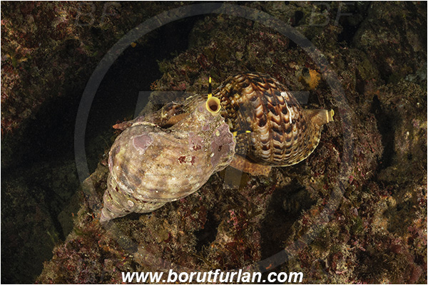 Island Susac, Croatia, Adriatic sea, Mediterranean sea, Charonia lampas, Charonia, Charoniidae, Trumpet shell, Knobbed triton, Triton, Sea snail, Gastropoda, Mollusca, Mollusc, Mating