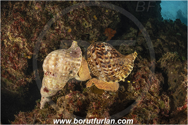 Island Susac, Croatia, Adriatic sea, Mediterranean sea, Charonia lampas, Charonia, Charoniidae, Trumpet shell, Knobbed triton, Triton, Sea snail, Gastropoda, Mollusca, Mollusc, Mating