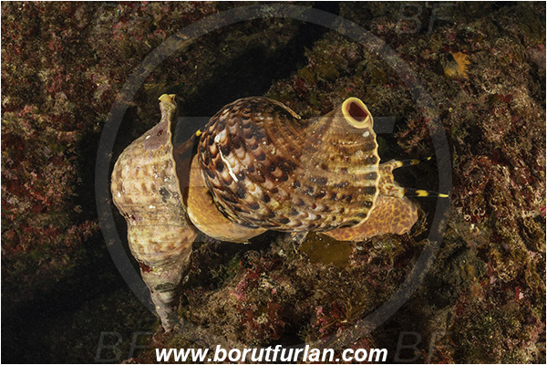 Island Susac, Croatia, Adriatic sea, Mediterranean sea, Charonia lampas, Charonia, Charoniidae, Trumpet shell, Knobbed triton, Triton, Sea snail, Gastropoda, Mollusca, Mollusc, Mating