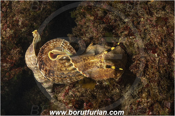 Island Susac, Croatia, Adriatic sea, Mediterranean sea, Charonia lampas, Charonia, Charoniidae, Trumpet shell, Knobbed triton, Triton, Sea snail, Gastropoda, Mollusca, Mollusc, Mating