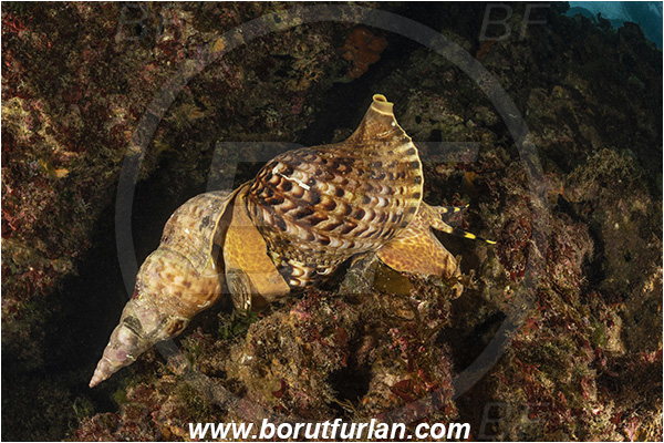 Island Susac, Croatia, Adriatic sea, Mediterranean sea, Charonia lampas, Charonia, Charoniidae, Trumpet shell, Knobbed triton, Triton, Sea snail, Gastropoda, Mollusca, Mollusc, Mating