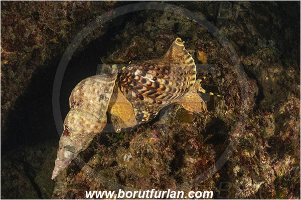 Island Susac, Croatia, Adriatic sea, Mediterranean sea, Charonia lampas, Charonia, Charoniidae, Trumpet shell, Knobbed triton, Triton, Sea snail, Gastropoda, Mollusca, Mollusc, Mating