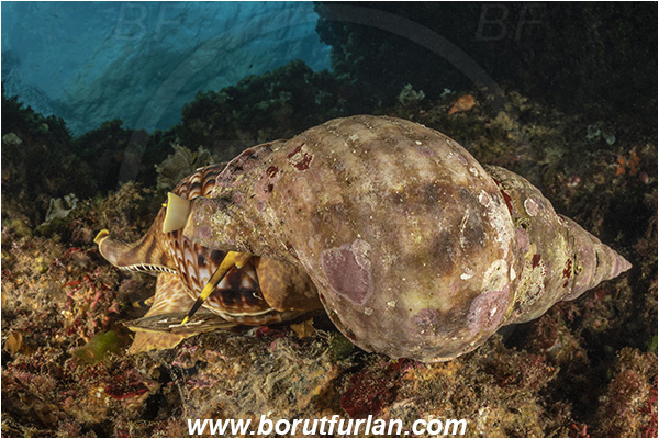 Island Susac, Croatia, Adriatic sea, Mediterranean sea, Charonia lampas, Charonia, Charoniidae, Trumpet shell, Knobbed triton, Triton, Sea snail, Gastropoda, Mollusca, Mollusc, Mating